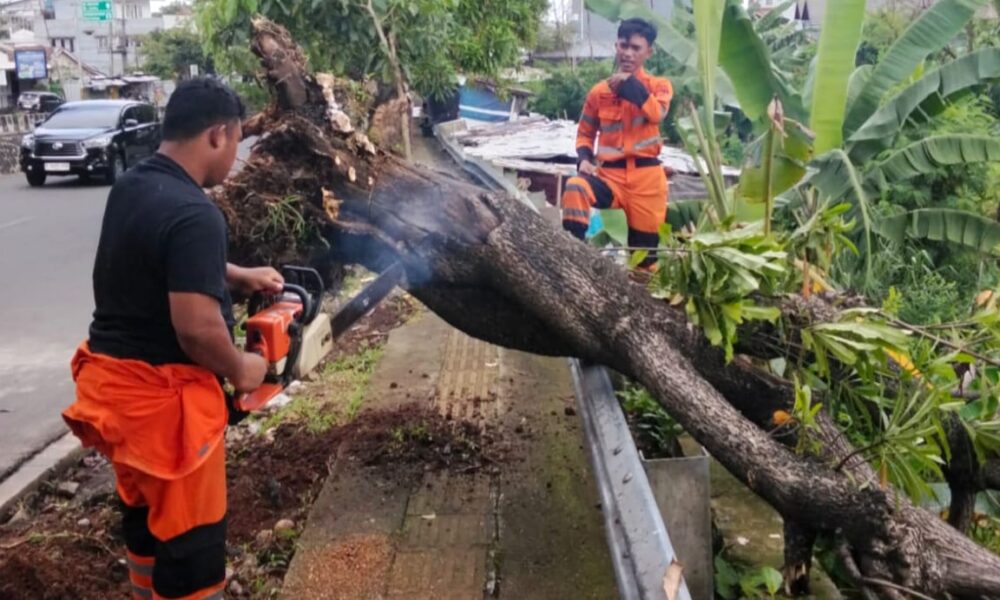 Pohon Setinggi 10 Meter Tumbang di Jembatan Cinta Bogor, BPBD Evakuasi