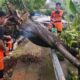 Pohon Setinggi 10 Meter Tumbang di Jembatan Cinta Bogor, BPBD Evakuasi