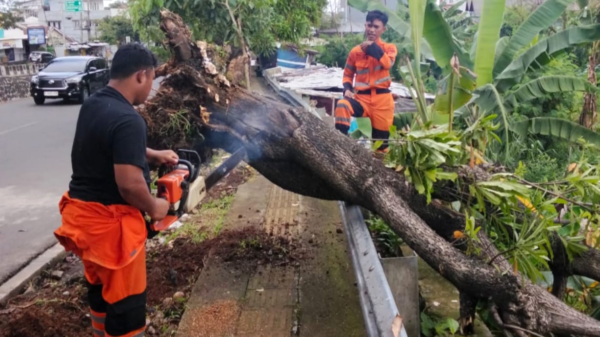 Pohon Setinggi 10 Meter Tumbang di Jembatan Cinta Bogor, BPBD Evakuasi