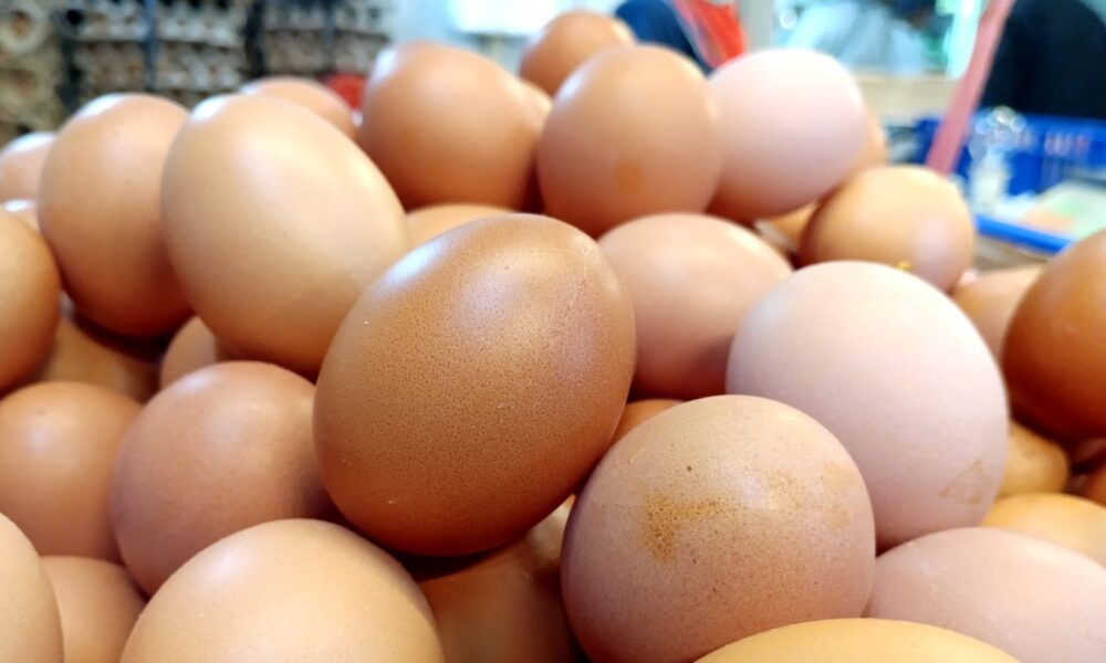 Tips Memilih Telur dan Cara Menyimpan-Mengolah yang Tepat
