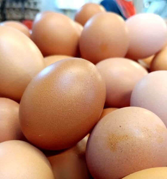 Tips Memilih Telur dan Cara Menyimpan-Mengolah yang Tepat