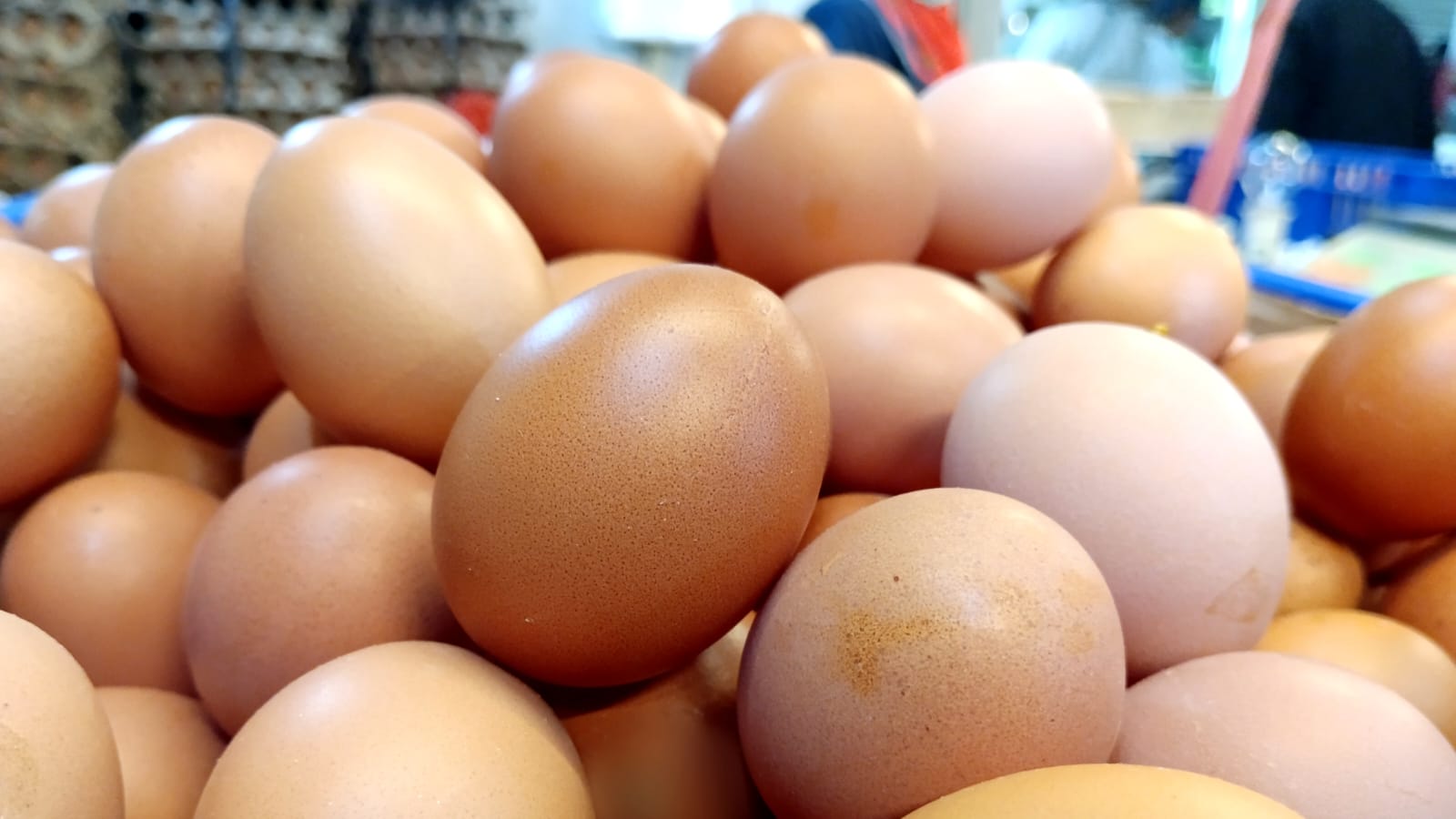 Tips Memilih Telur dan Cara Menyimpan-Mengolah yang Tepat