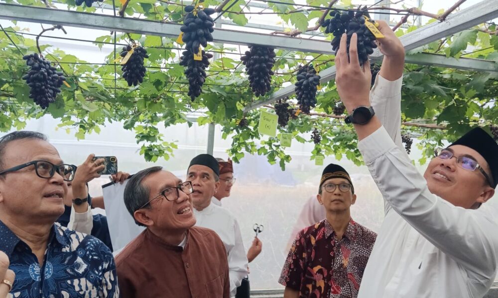 Panen Perdana Anggur Introduksi di IPB University