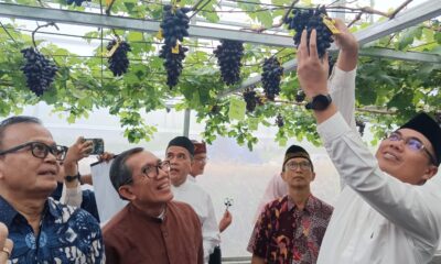 Panen Perdana Anggur Introduksi di IPB University