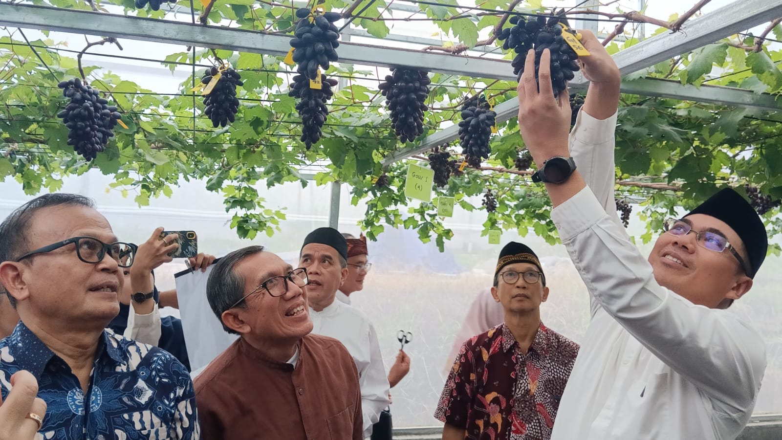 Panen Perdana Anggur Introduksi di IPB University