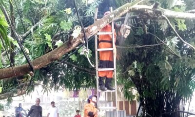 Pohon Setinggi 15 Meter Tumbang di Curug Sempat Tutup Akses Jalan 