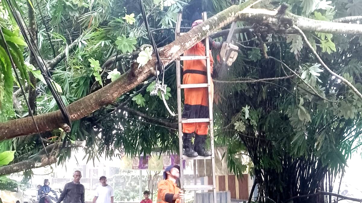 Pohon Setinggi 15 Meter Tumbang di Curug Sempat Tutup Akses Jalan 