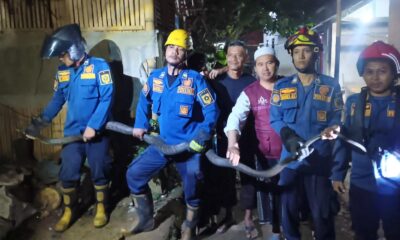 Damkar Sektor Parung Evakuasi King Kobra yang Muncul di Sekitar Pot Tanaman