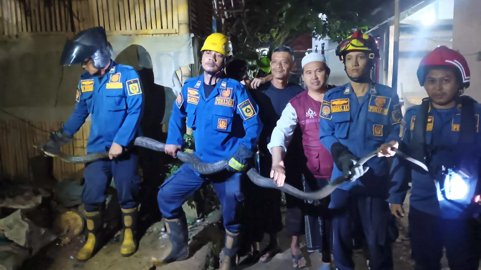 Damkar Sektor Parung Evakuasi King Kobra yang Muncul di Sekitar Pot Tanaman