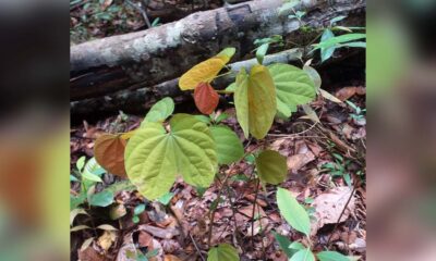 Potensi Kangkang Katup Asal Lingga, Tanaman Antidiabetes-Antioksidan
