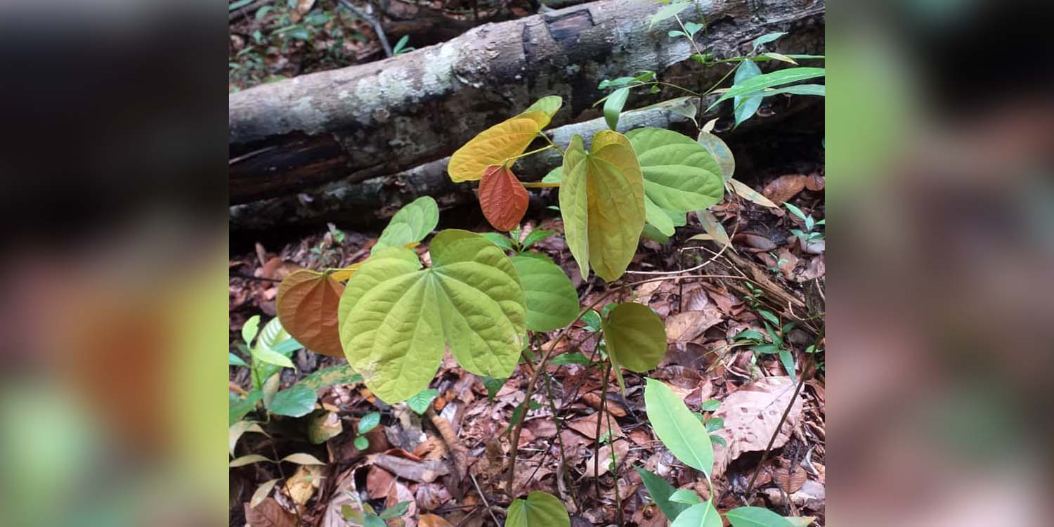 Potensi Kangkang Katup Asal Lingga, Tanaman Antidiabetes-Antioksidan