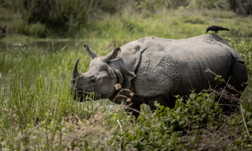 Satwa Langka Sering Terlihat, Pakar IPB Ungkap 3 Penyebabnya