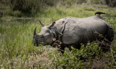 Satwa Langka Sering Terlihat, Pakar IPB Ungkap 3 Penyebabnya