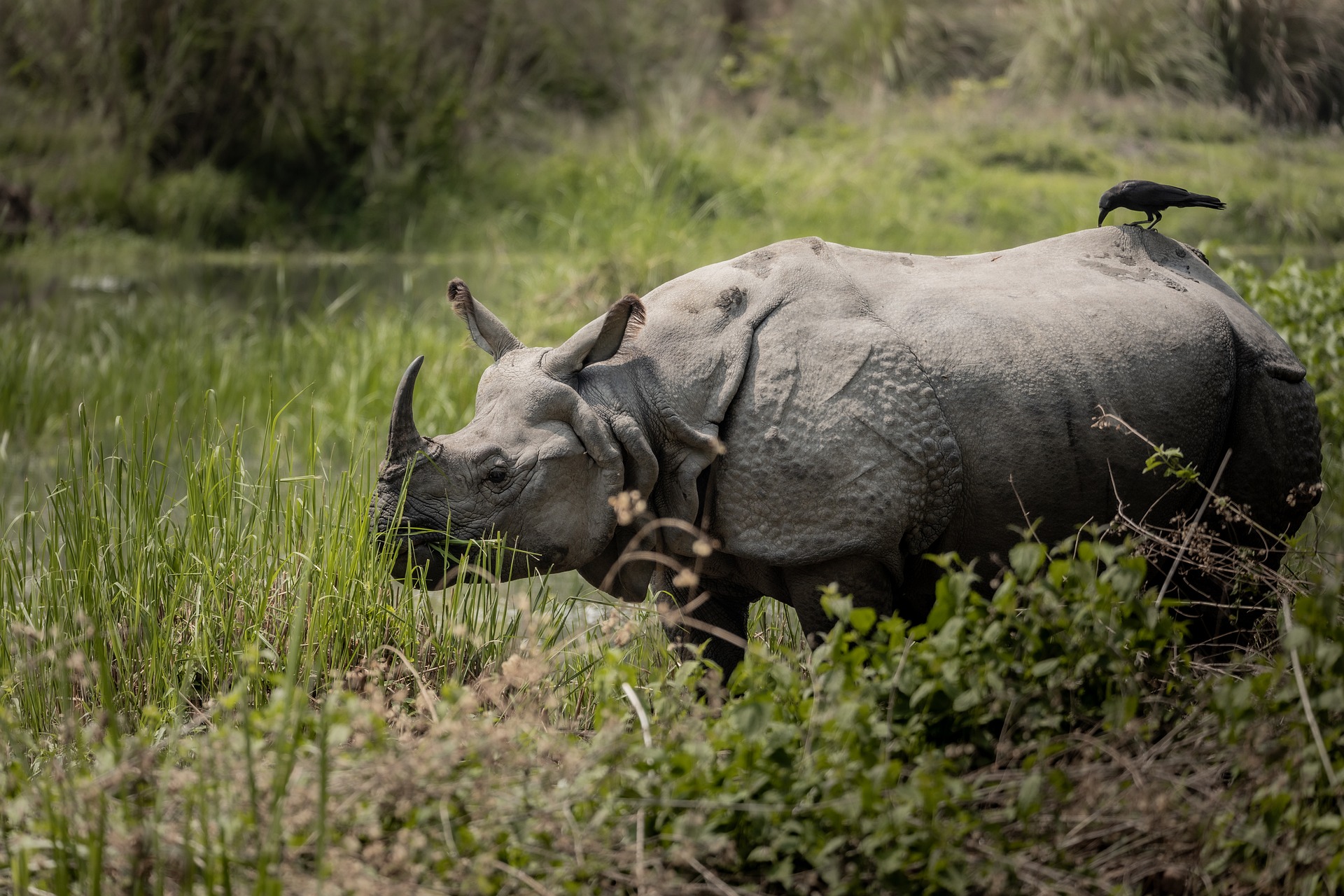 Satwa Langka Sering Terlihat, Pakar IPB Ungkap 3 Penyebabnya