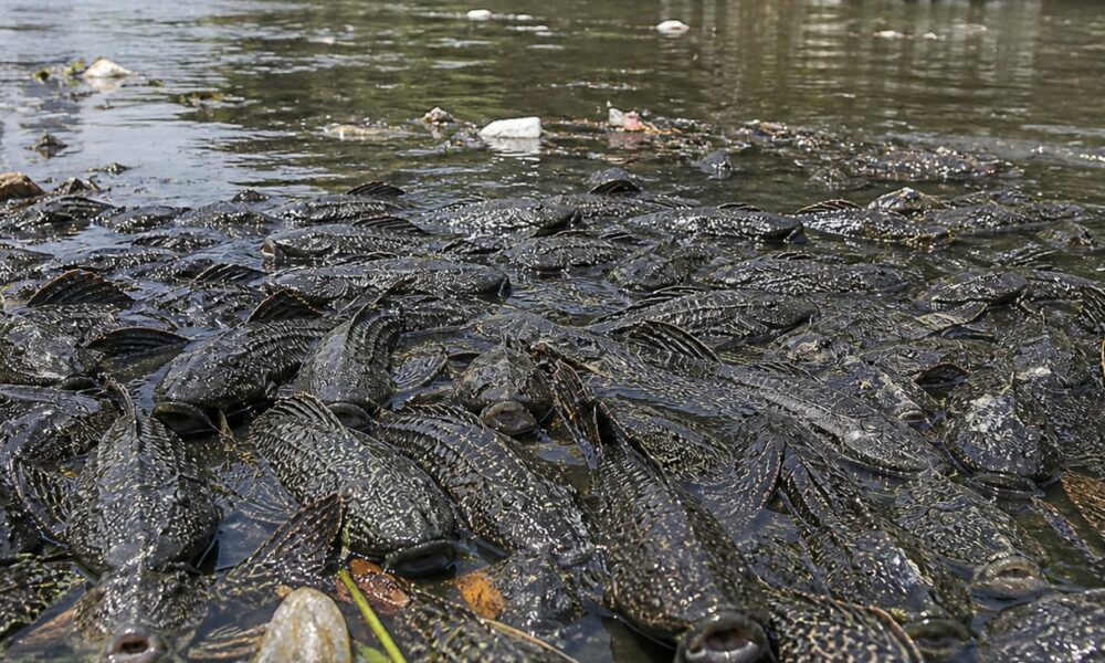 Ikan Sapu-Sapu Disarankan jadi Pupuk Cair Tanaman Hias