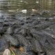 Ikan Sapu-Sapu Disarankan jadi Pupuk Cair Tanaman Hias