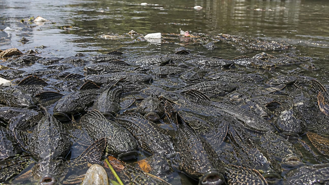 Ikan Sapu-Sapu Disarankan jadi Pupuk Cair Tanaman Hias