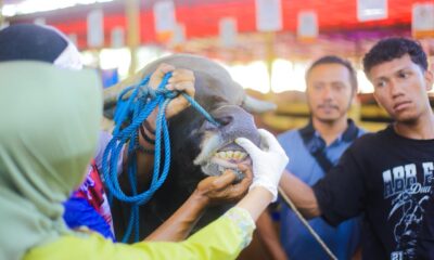 Jelang Iduladha, Pemkot Bogor Periksa Kesehatan Hewan Kurban