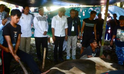 Sapi Bantuan Presiden Seberat 1 Ton Lebih Diserahkan untuk Warga di Kayumanis