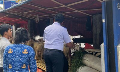 Dishub Kota Bogor Tertibkan Lapak Hewan Kurban di Bus Stop dan Trotoar