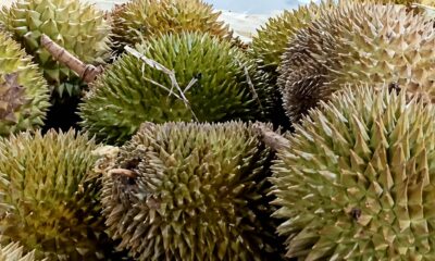 Benarkah Durian Pemicu Kolesterol? Ini Penjelasan Pakar IPB
