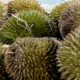 Benarkah Durian Pemicu Kolesterol? Ini Penjelasan Pakar IPB