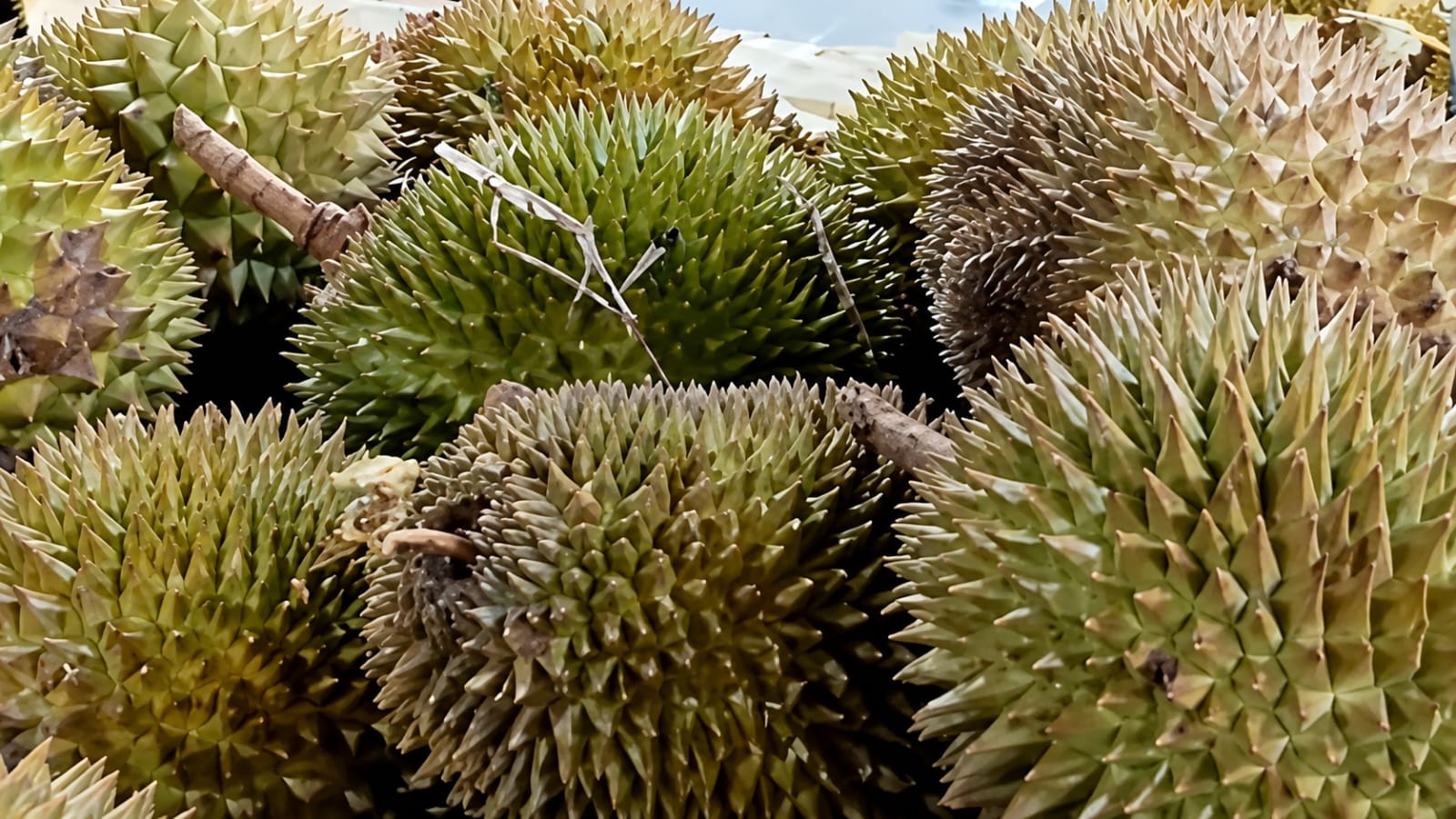 Benarkah Durian Pemicu Kolesterol? Ini Penjelasan Pakar IPB
