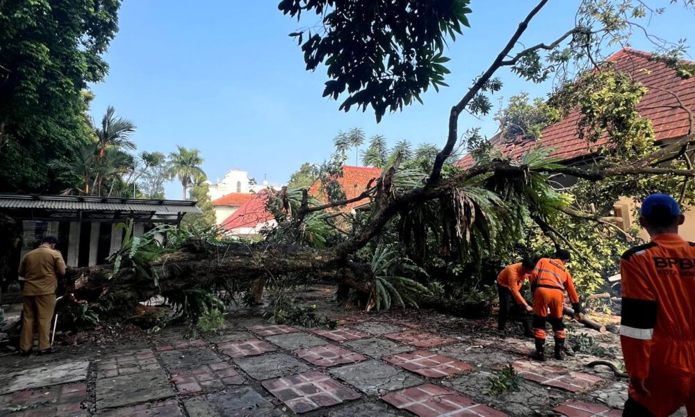 BPBD Kota Bogor Evakuasi Pohon Tumbang Setinggi 15 Meter 