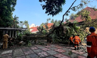 BPBD Kota Bogor Evakuasi Pohon Tumbang Setinggi 15 Meter 