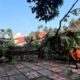 BPBD Kota Bogor Evakuasi Pohon Tumbang Setinggi 15 Meter 