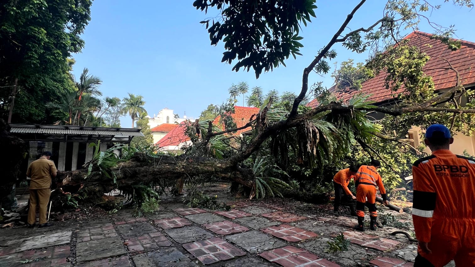 BPBD Kota Bogor Evakuasi Pohon Tumbang Setinggi 15 Meter 