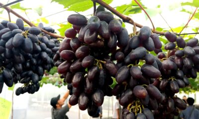 Benarkah Gula Buah Bisa Picu Asam Urat? Ini Penjelasan Guru Besar IPB University