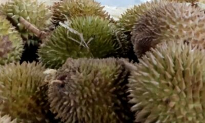 Benarkah Durian Pemicu Kolesterol? Ini Penjelasan Pakar IPB