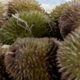 Benarkah Durian Pemicu Kolesterol? Ini Penjelasan Pakar IPB