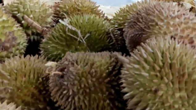 Benarkah Durian Pemicu Kolesterol? Ini Penjelasan Pakar IPB