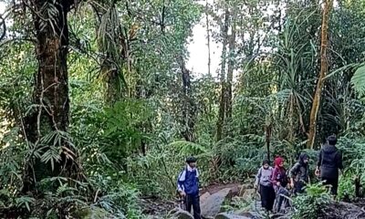 Healing Forest Bisa Redakan Stres, Guru Besar IPB Beberkan Faktanya