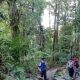 Healing Forest Bisa Redakan Stres, Guru Besar IPB Beberkan Faktanya