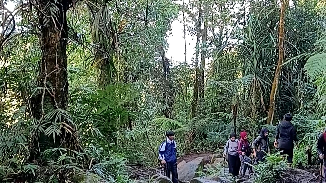 Healing Forest Bisa Redakan Stres, Guru Besar IPB Beberkan Faktanya