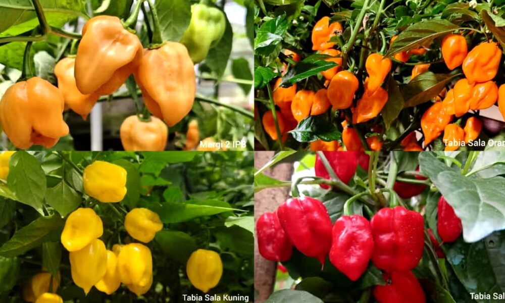 Super Pedas, IPB University Ciptakan 4 Varietas Cabai Habanero Lokal
