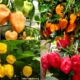 Super Pedas, IPB University Ciptakan 4 Varietas Cabai Habanero Lokal