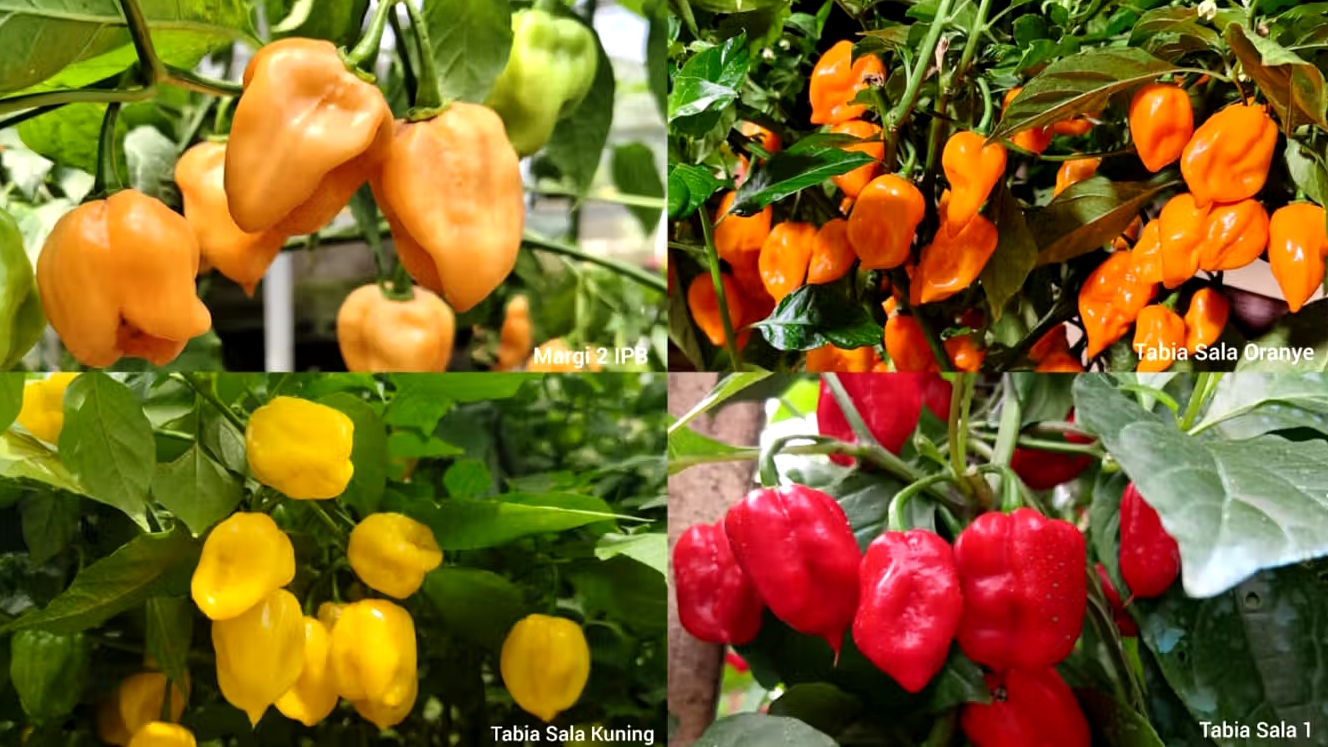 Super Pedas, IPB University Ciptakan 4 Varietas Cabai Habanero Lokal