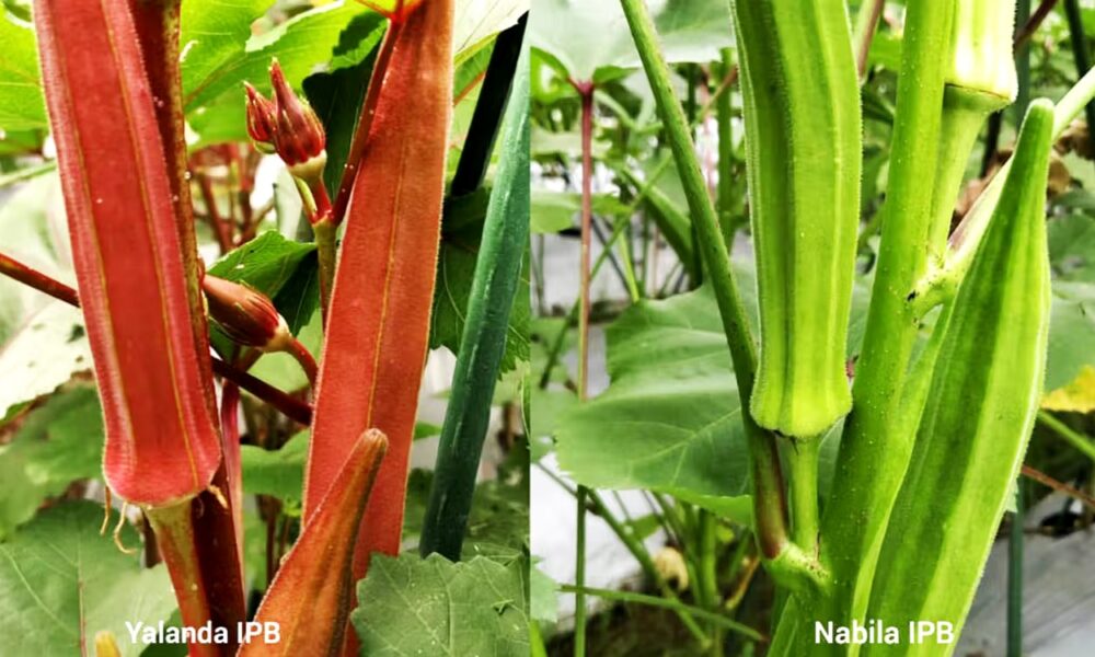 Mengenal Yalanda-Nabila IPB, 2 Varietas Okra Unggul Berpotensi Ekspor