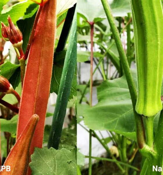 Mengenal Yalanda-Nabila IPB, 2 Varietas Okra Unggul Berpotensi Ekspor