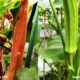 Mengenal Yalanda-Nabila IPB, 2 Varietas Okra Unggul Berpotensi Ekspor