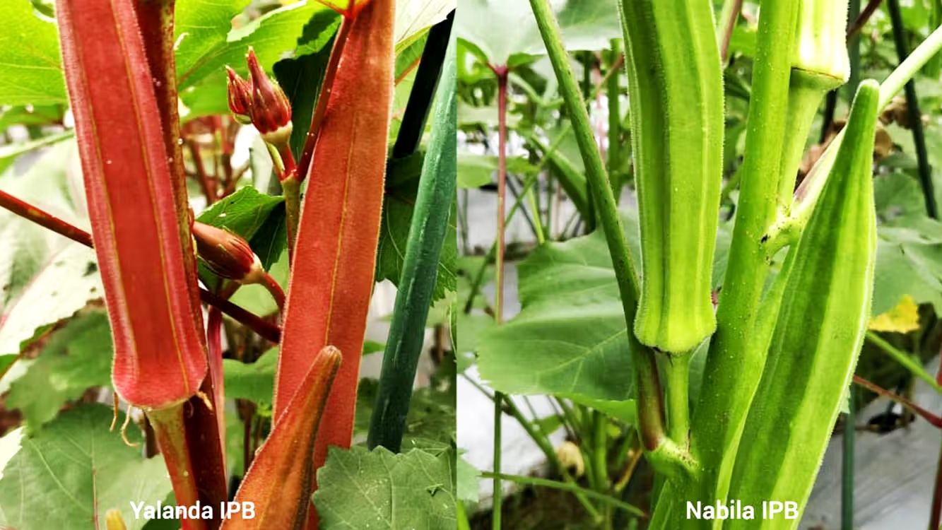 Mengenal Yalanda-Nabila IPB, 2 Varietas Okra Unggul Berpotensi Ekspor