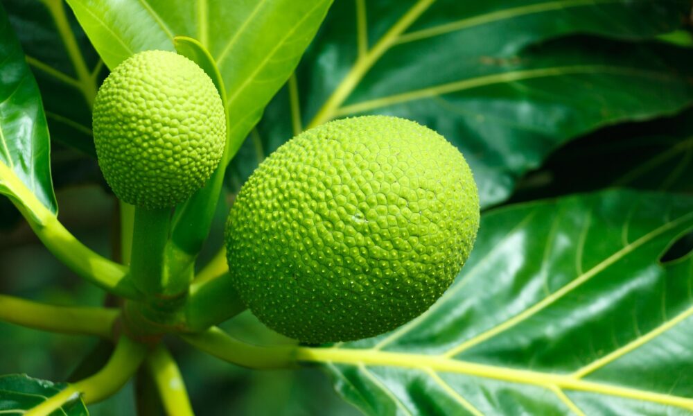 Sukun Berpotensi jadi Superfood Lokal dan Pangan Masa Depan Indonesia