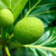 Sukun Berpotensi jadi Superfood Lokal dan Pangan Masa Depan Indonesia
