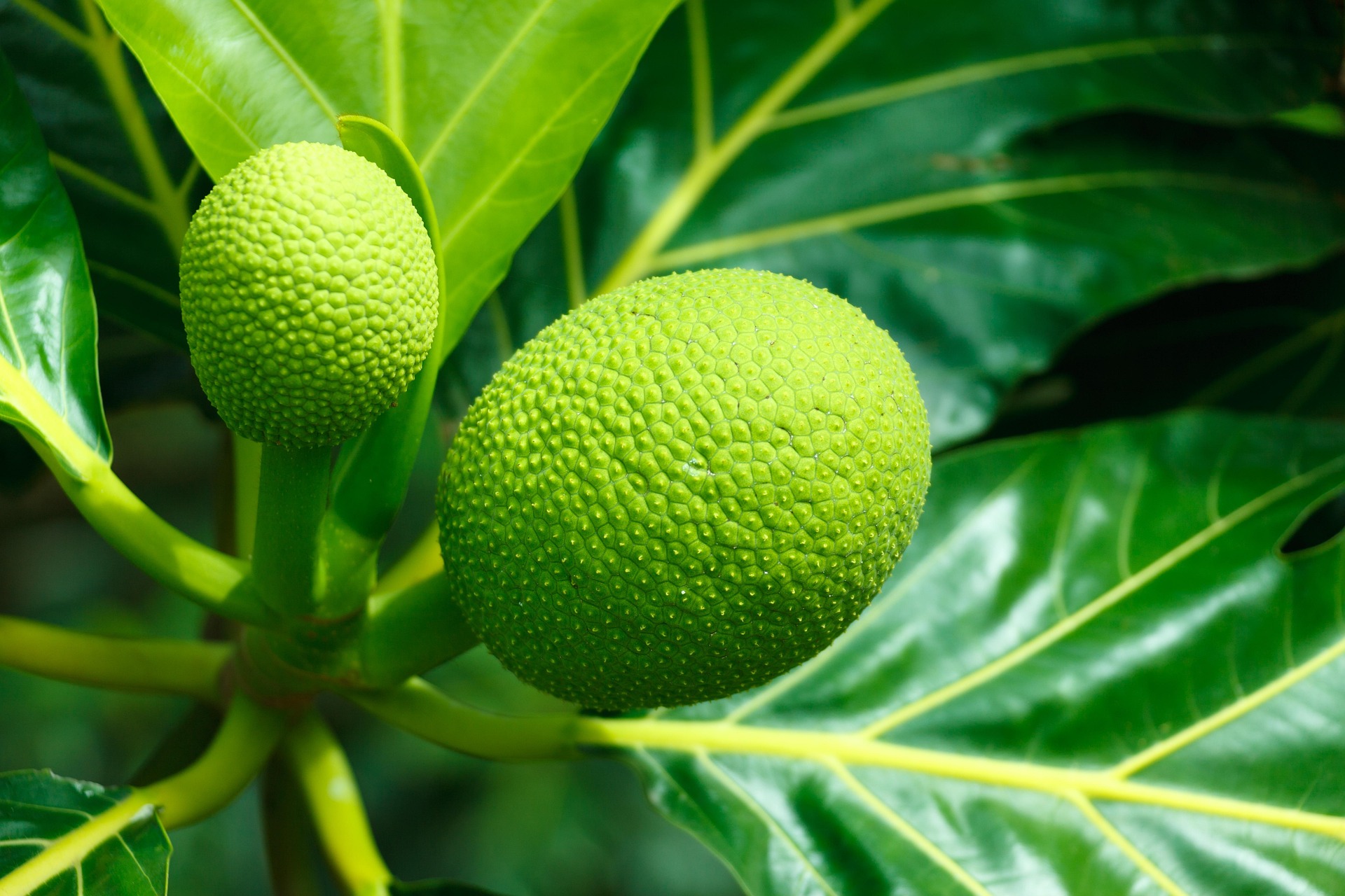 Sukun Berpotensi jadi Superfood Lokal dan Pangan Masa Depan Indonesia
