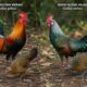 Ayam Hutan Tertekan, IPB Usulkan Penangkaran Berizin