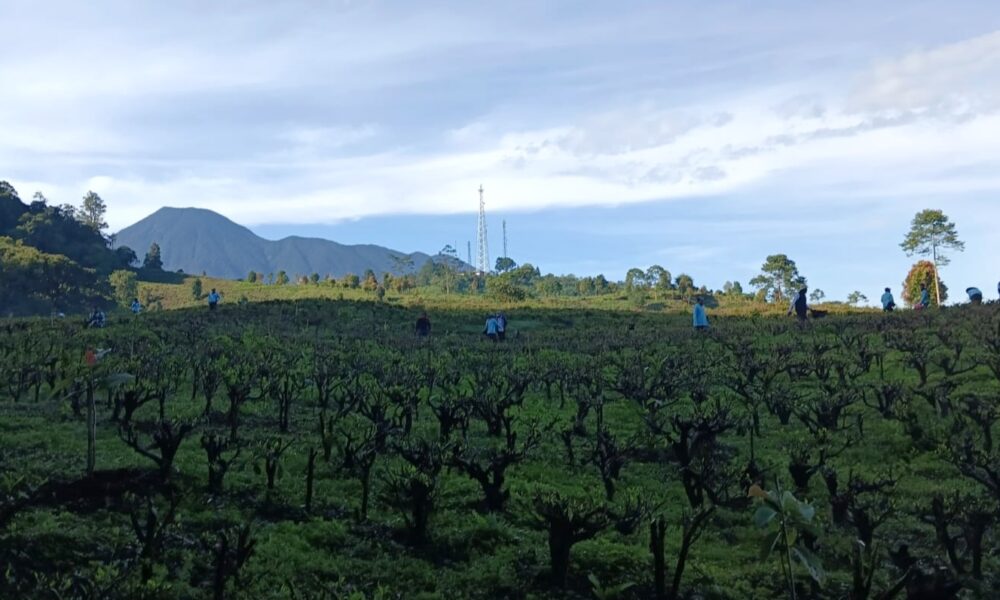 Musim Kemarau, Mengapa Puncak Bogor Terasa Makin Dingin?